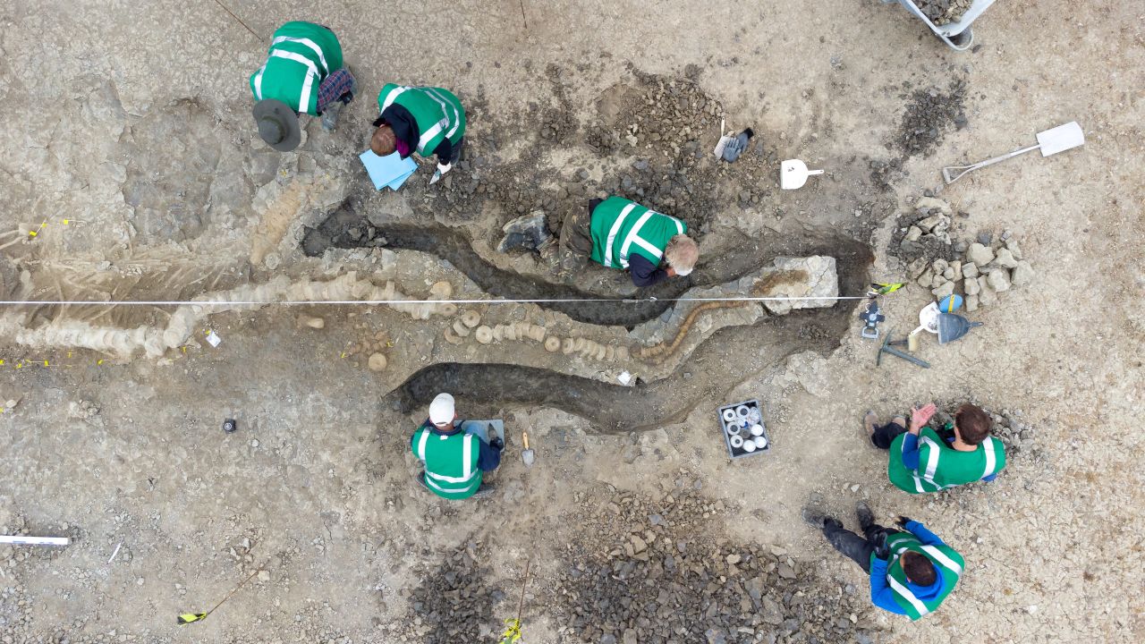 Palaeontologists working on the excavation of the ichthyosaur fossil in August 2021