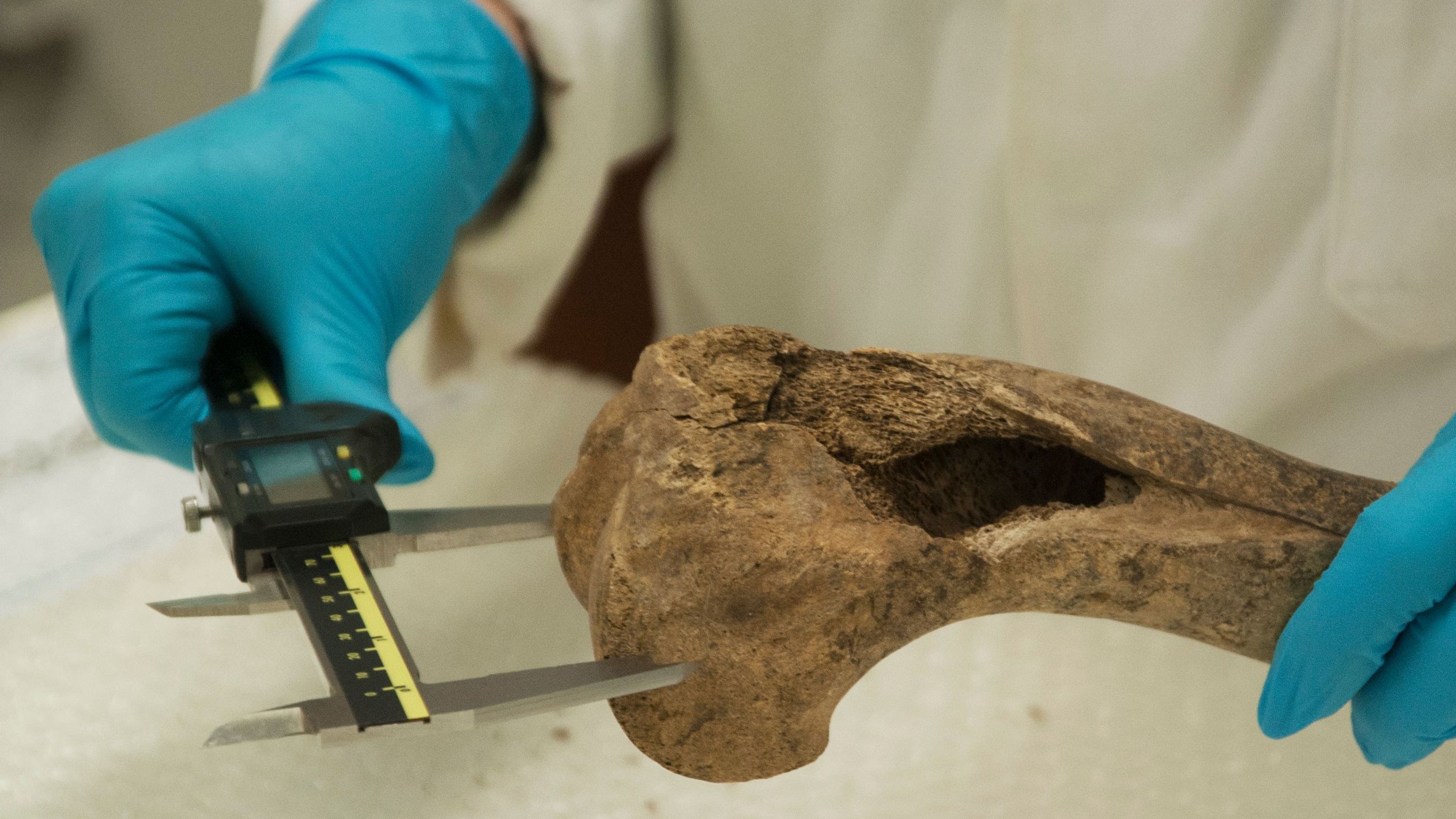 The study examined almost 2,000 horse bones. 