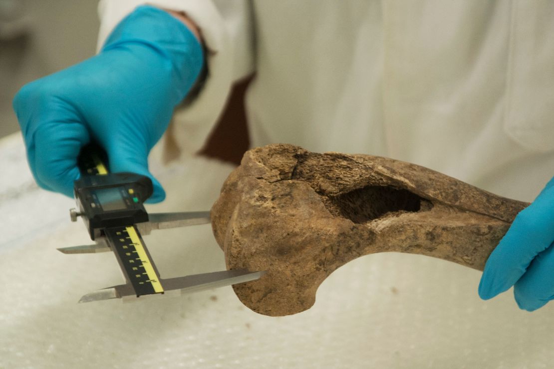 The study examined almost 2,000 horse bones. 