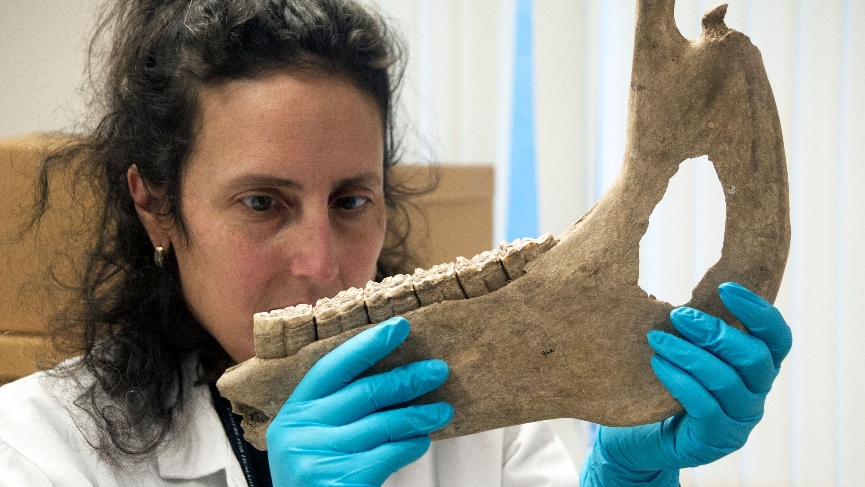 Katherine Kanne, a researcher from the University of Exeter, measures a horse's mandible or jaw bone found in Goltho, Lincolnshire. 