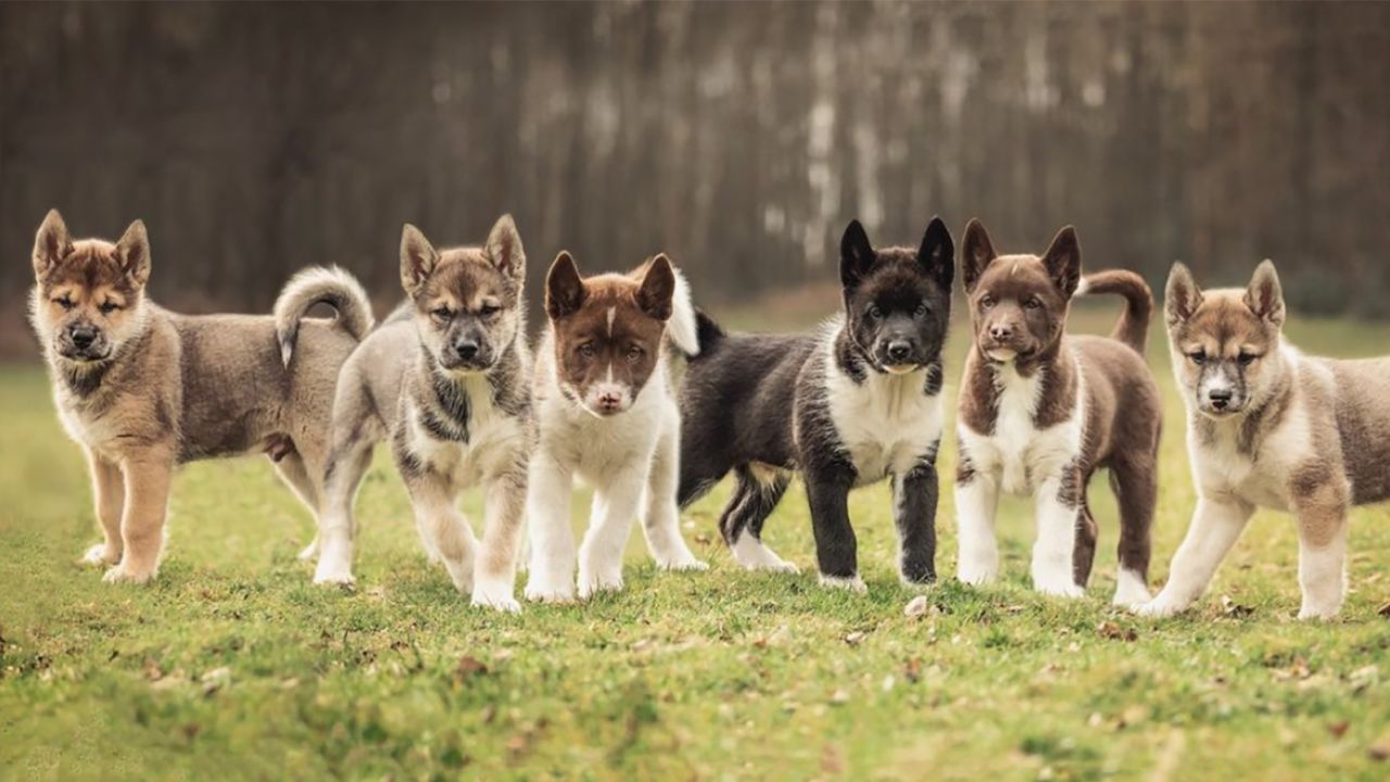 can a greenland dog live in united kingdom