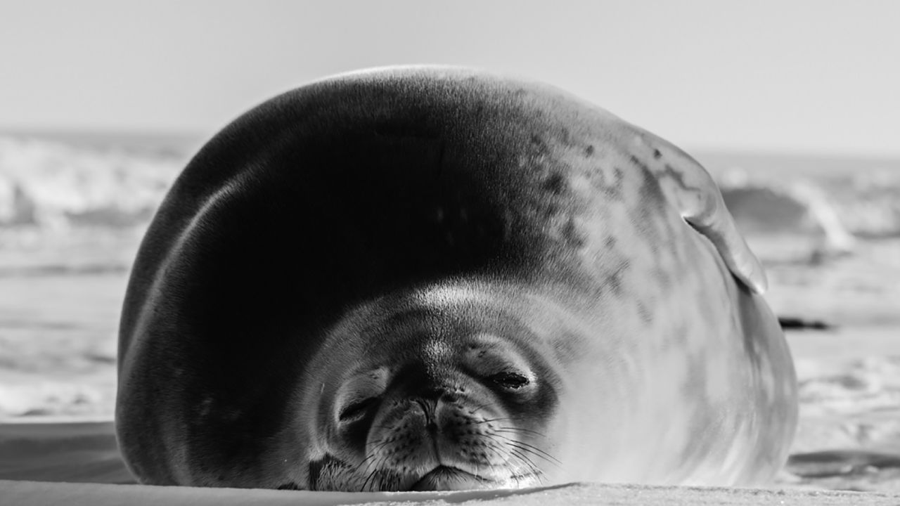 Seals living in the area likely prey on the icefish. 