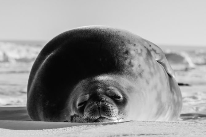 The Weddell Sea is home to some 2,000 seals, which may feast on the icefish. 