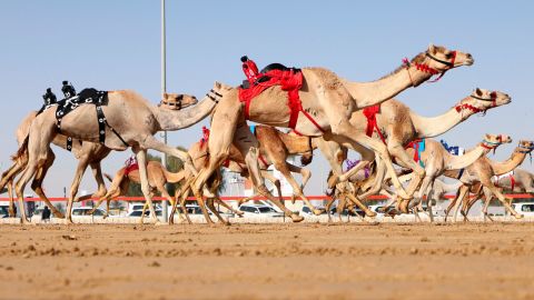 Felszerelt tevék versenyeznek robotlovasokkal a dubaji Al Marmoom Heritage Village-ben 2021 áprilisában. 