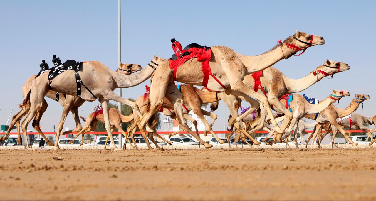 Camel racing is a traditional sport in the Middle East. But while child jockeys were once commonplace, in countries such as the United Arab Emirates they have been replaced by lightweight robot jockeys. The robot jockeys consist of a metal frame with remote-controlled features. 