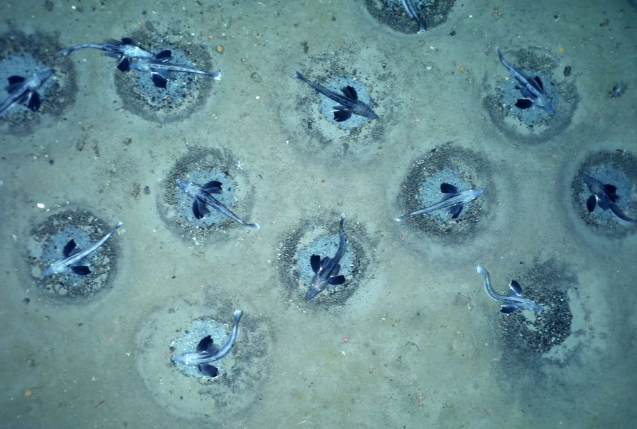 The nests were evenly spaced and typically guarded by one adult icefish. 