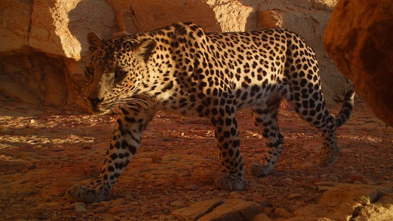 220113150641-oman-arabian-leopards-1.jpg