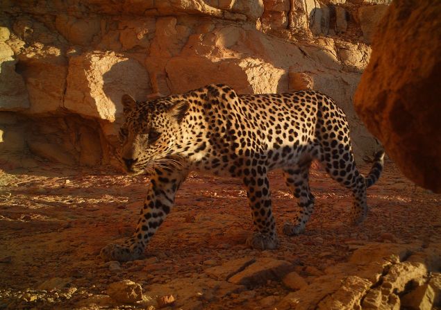 An Arabian leopard photographed in Jabal Samhan Nature Reserve in southern Oman. These elusive creatures are rarely seen in the flesh, but conservationists monitor them via camera traps.