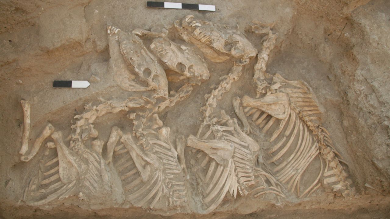 The kunga skeletons buried at Umm el-Marra, Syria. 