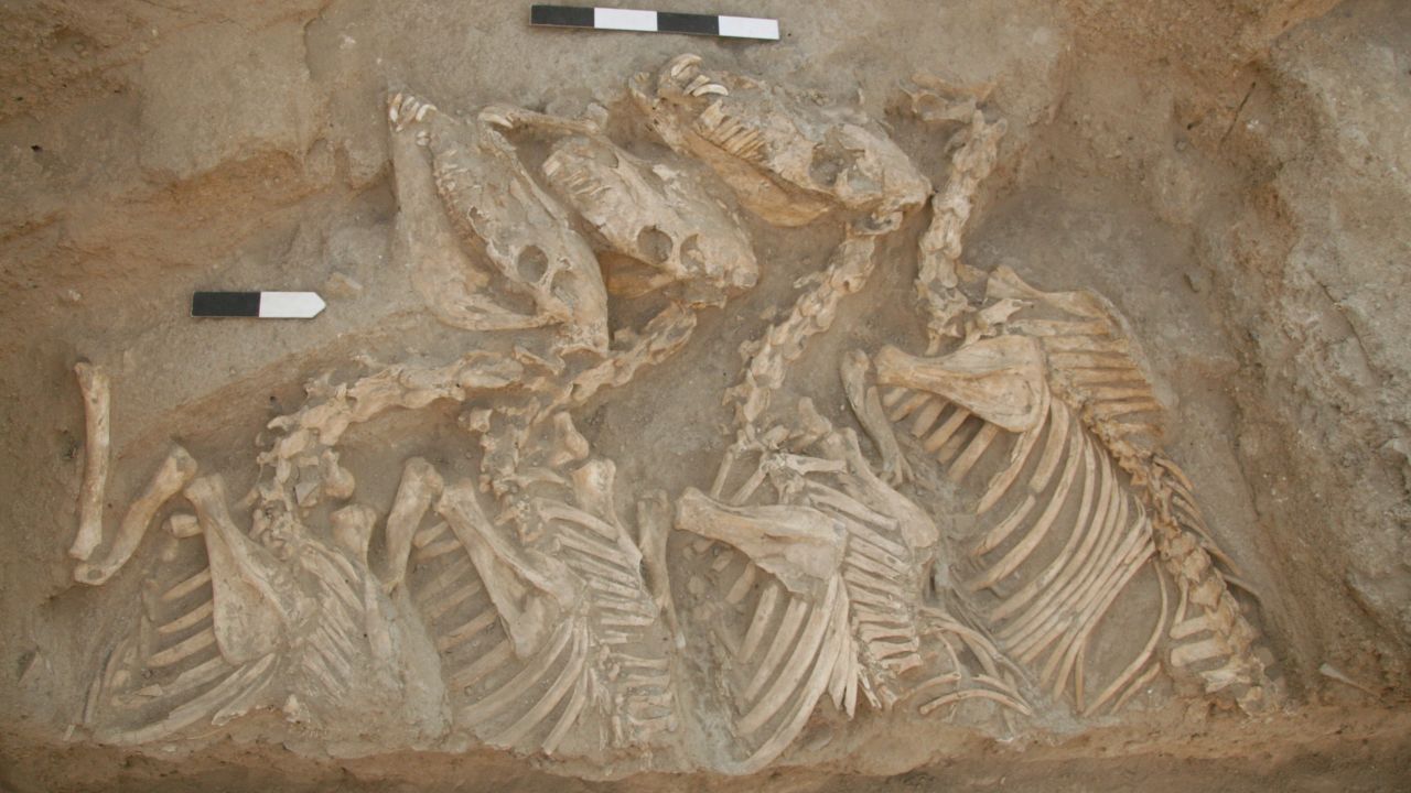 The kunga skeletons buried at Umm el-Marra, Syria.