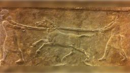 01 Identity of mystery Bronze Age horse-like animal solved by DNA sequencing 011322