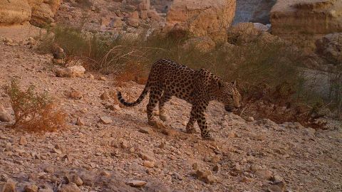 The Arabian leopard is one of eight leopard subspecies.