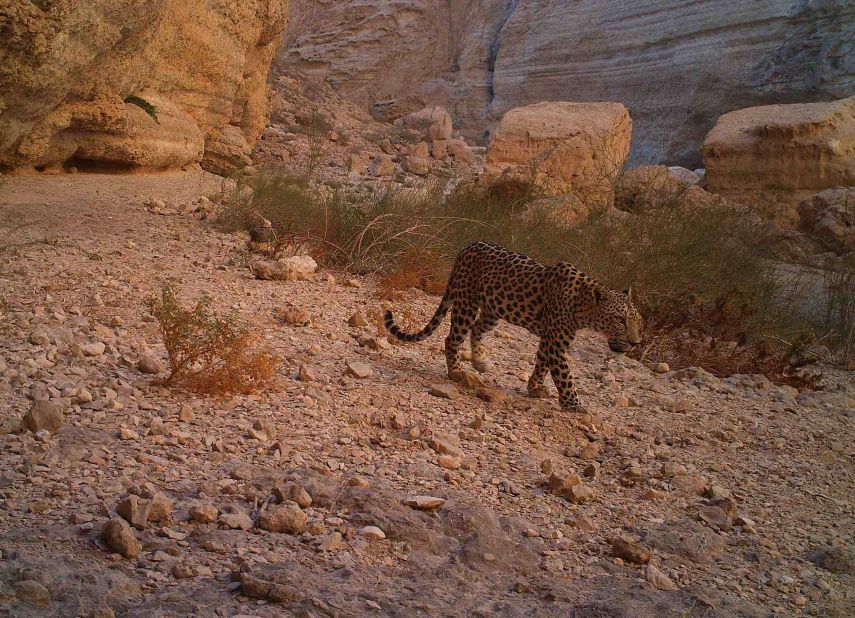 The Arabian leopard is one of eight leopard subspecies and once lived across the Arabian Peninsula. But today its range is limited to isolated pockets, with the largest wild populations in Oman and Yemen. It is thought there are fewer than 200 adults left living in the wild. 