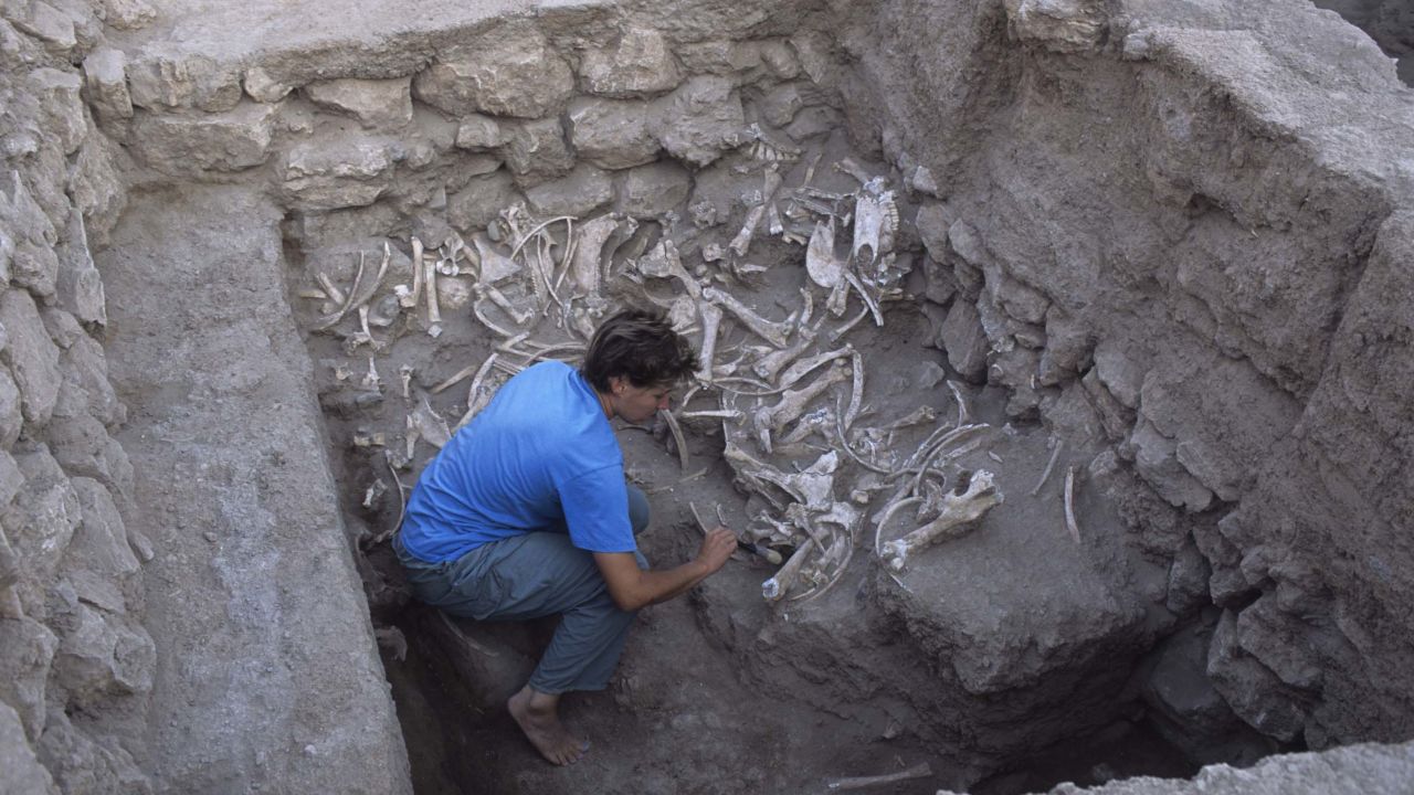 Jill Weber, an author of the study, excavating equid burials at Umm el-Marra, Syria. © Glenn Schwartz / John Hopkins University.