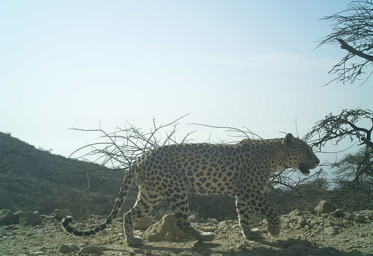 The leopard subspecies has its largest population in Jabal Samhan Nature Reserve (pictured) in Dhofar, southern Oman. Around 20 to 30 adults live inside the 4,500 square kilometer (1,737 square mile) protected area. The population here is considered relatively stable, according to local conservationist Hadi Al Hikmani. 