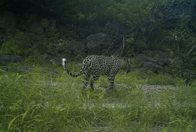 An Arabian leopard photographed in Jamal Qamar, another mountainous area in Dhofar.
