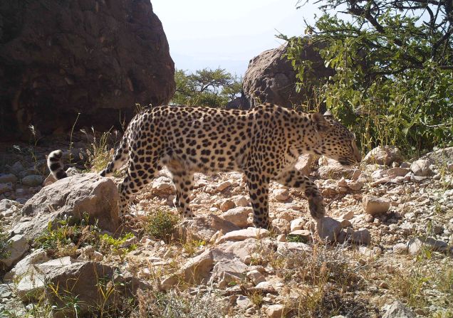 Killing a leopard or its prey species (such as the Arabian gazelle) has been illegal in Oman since 1976 and is punishable with imprisonment and/or a fine.