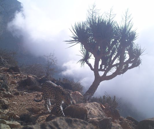 Al Hikmani says policy and education programs have changed local opinions towards the Arabian leopard. Historically, the animal was killed by pastoralists for preying on livestock. Today, a compensation program is in place to prevent retribution killings. 