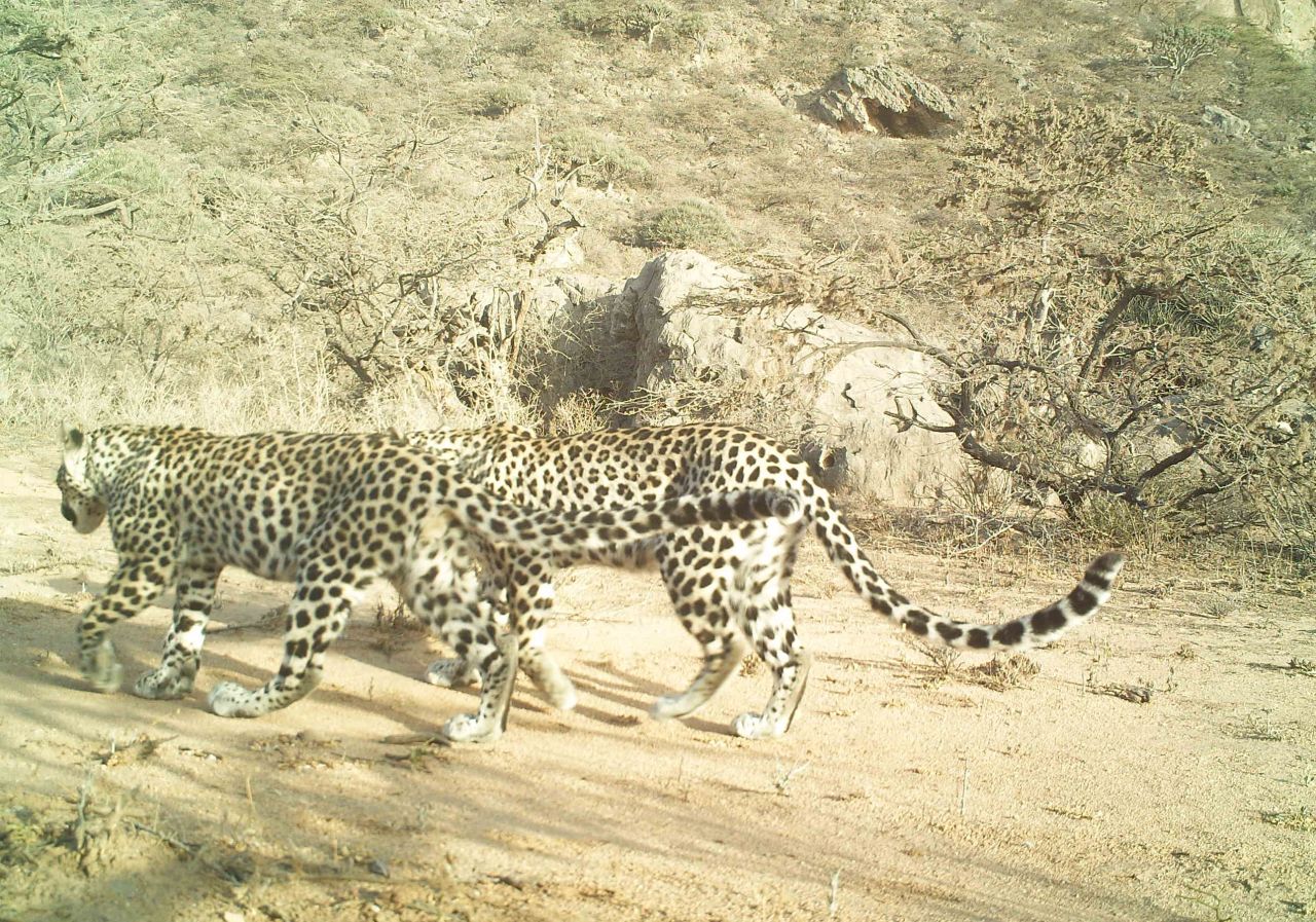 A pair of Arabian leopards photographed in Jabal Samhan. Oman has a known breeding population, but data in other countries is limited. In Saudi Arabia and Israel, for example, the Arabian leopard has not been seen in the wild for some years.