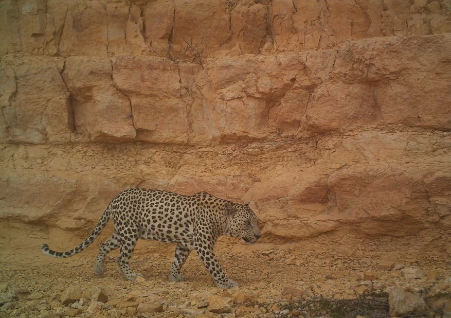 The International Union for Conservation of Nature (IUCN) lists the Arabian leopard as critically endangered and is currently reassessing its population and range.