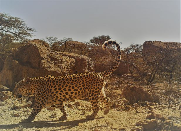 Though populations are currently isolated from one another around the Arabian Peninsula, there is some evidence in Oman that the Arabian leopard is returning to its historic range. It has been spotted in new areas of Dhofar in recent years.