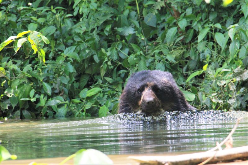 South America S Only Bear Species Is Under Threat CNN   220113232027 01 South America Bear 