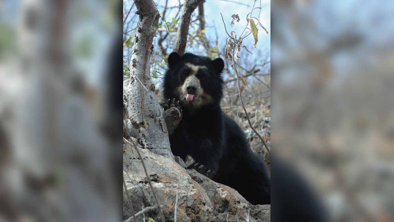 But the bears face an uncertain future as populations are in decline. The International Union for Conservation of Nature (IUCN), which lists the species as vulnerable, estimates that fewer than 10,000 individuals remain across the entire continent. The main threats are habitat loss, climate change and human-bear conflict. <em>Credit: SBC</em>
