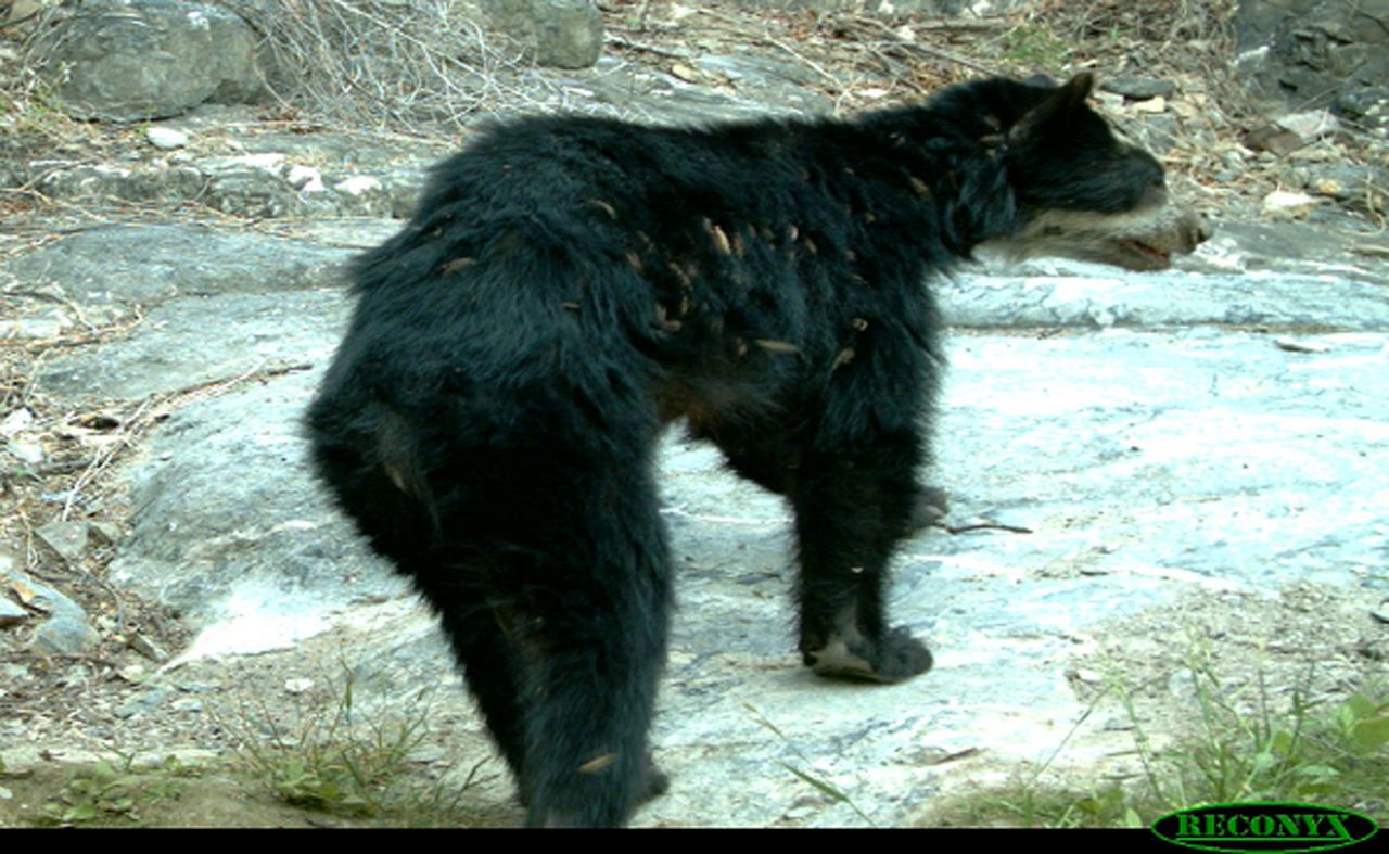 Spectacled bears usually feed on shoots and fruit, but some -- like this one photographed by a camera trap in Peru -- are starving. This can lead to them killing livestock, which leads to farmers killing bears in retaliation. <em>Credit: SBC</em>