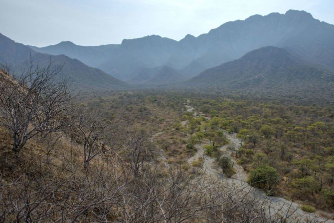 The dry forests where some bear populations are found, such as in Peru (pictured) and other regions, are critically endangered. The open and arid landscape is becoming increasingly fragmented and is vulnerable to extreme weather events such as drought or flooding. <em>Credit: Michell Leon</em>