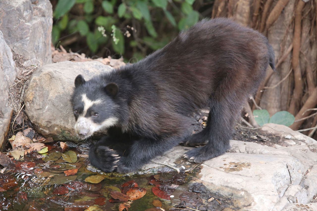 Typically timid and elusive mammals, little is known about the species. But there are efforts to discover more about the creatures and protect them. The Spectacled Bear Conservation Society (SBC) based in Peru is working to create and maintain protected areas of pristine habitat through the bears' range.<strong> </strong><em>Credit: SBC</em>