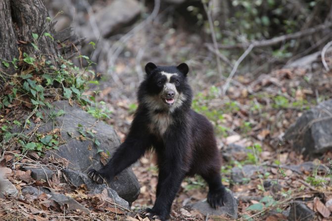 Direct photos of the bears are rare and extremely difficult to acquire, with researchers usually relying on discreet camera traps instead. But through more than a decade of intensive field work, the SBC is helping to showcase the species up close. <em>Credit: SBC</em>