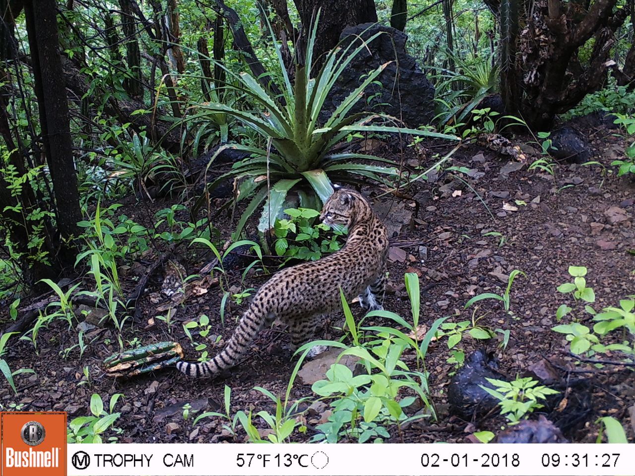 Velez-Liendo says that thanks to the research into bears, scientists now have access to more information on the wider ecosystem. In the project site in Bolivia, photos have been captured of species that had never before been seen in the area, such as a wildcat known as Geoffroy's leopard (pictured). 