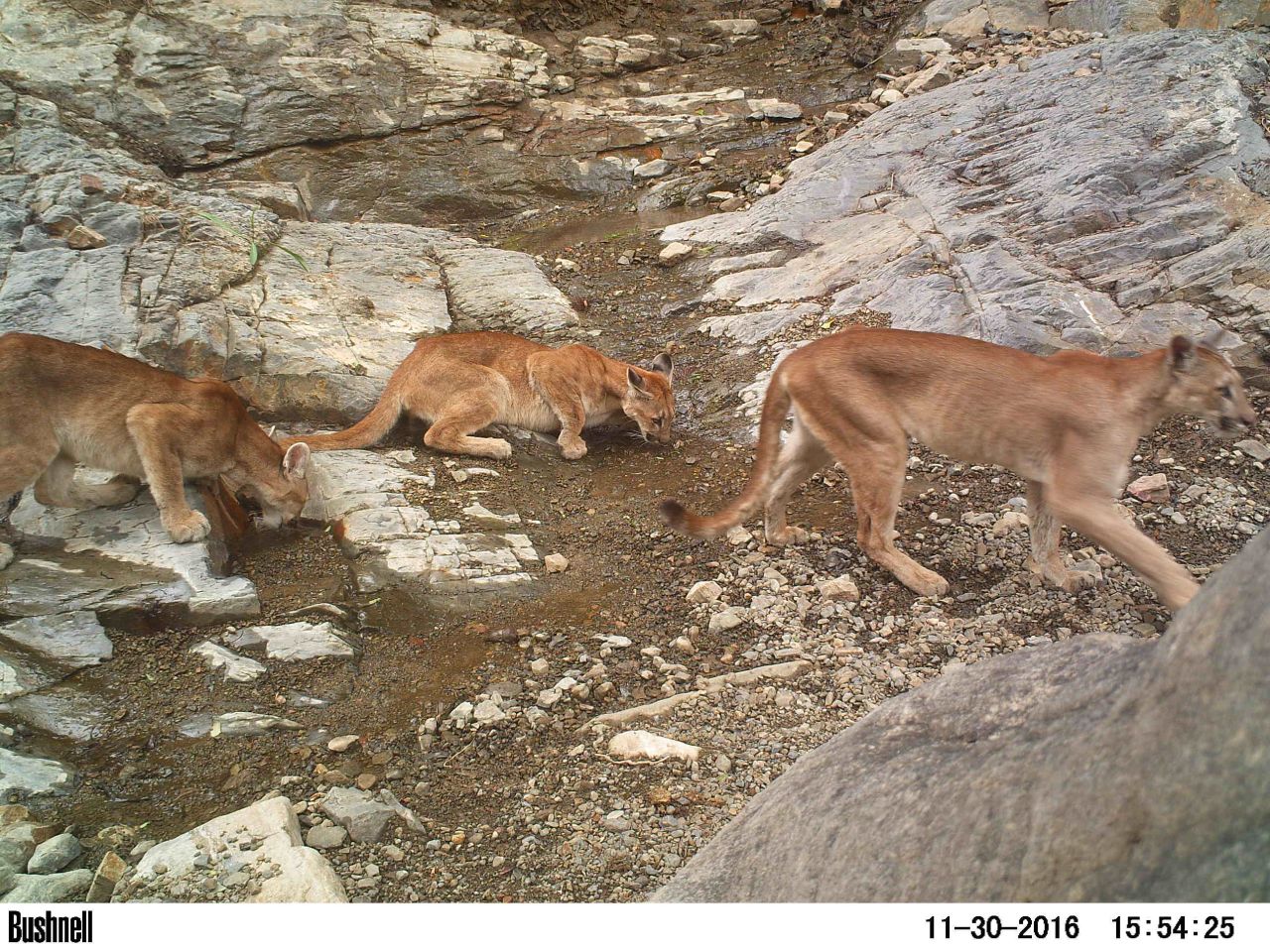Pumas (pictured), also called mountain lions or cougars, have also been spotted, as has the critically endangered chinchilla rat. "Because of all our efforts to protect just one species, we're protecting 31 species of mammals, about 50 species of birds, and 20 species of other amphibians," says Velez-Liendo. 