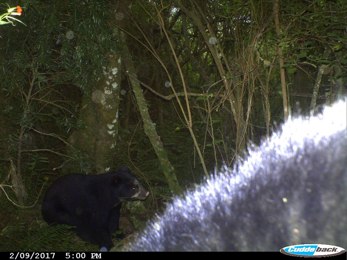 This candid photo of a bear cub, taken by camera trap on 9 February 2017, marked significant progress for Velez-Liendo and her team.