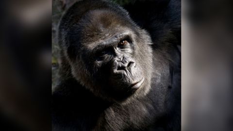 Zoomba's generations of descendants live in zoos across the country.