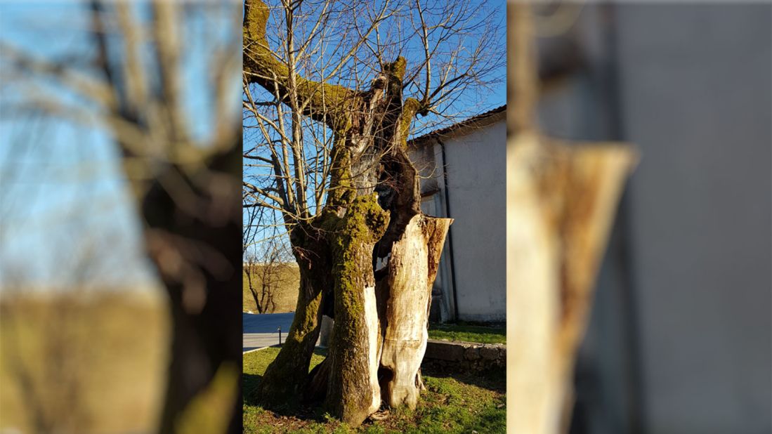 <strong>Erasmus's resting place:</strong> Legend has it that a linden tree was planted to mark Erasmus's grave in a nearby village. The tree was badly damaged by fire in 2001, but it meant so much to the villagers that tree surgeons were called in, and its trunk split and repaired.