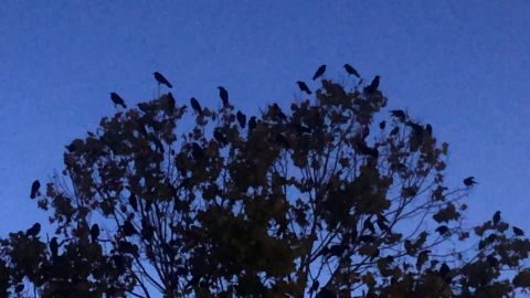Sunnyvale, California has been overtaken by birds.