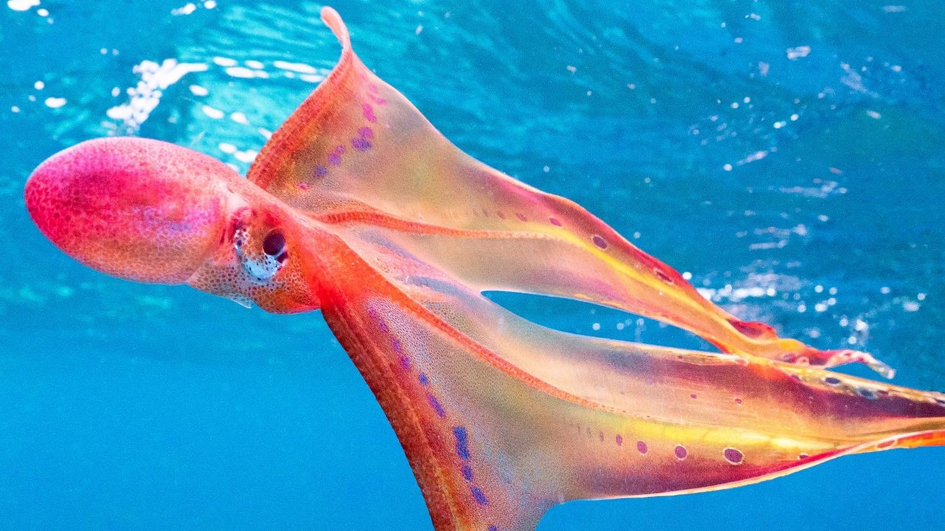 Video: 'Once in a lifetime' rare blanket octopus spotted in