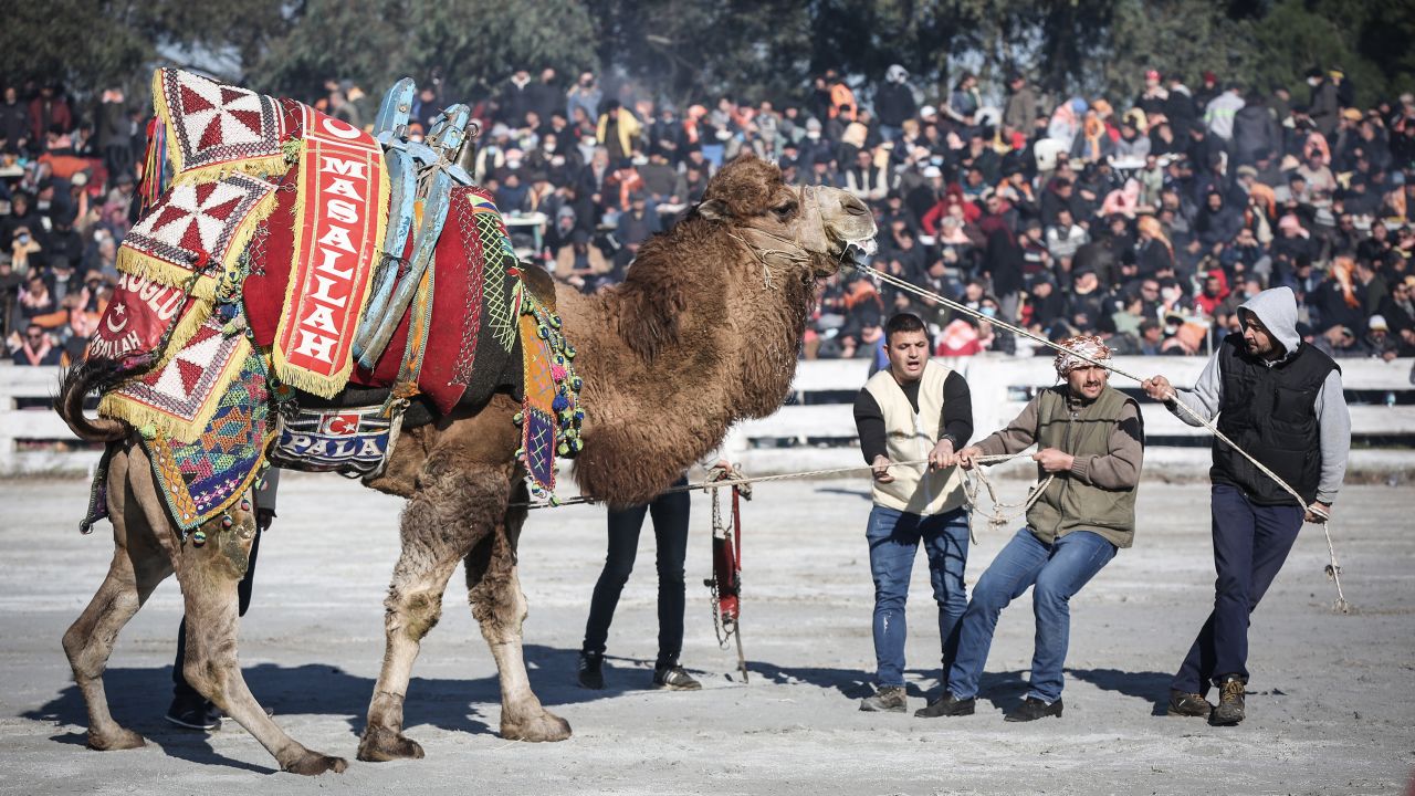 A man tries to stop a camel during the 40th Selcuk Ephesus Camel Wrestling Festival in Turkey.