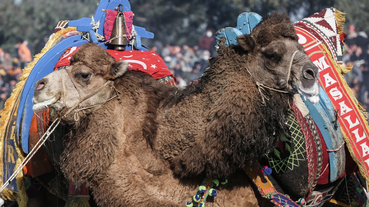 Camels wrestle each other at during the 40th Selcuk Ephesus Camel Wrestling Festival in the town of Selcuk of Izmir, Turkiye on January 16, 2022. 