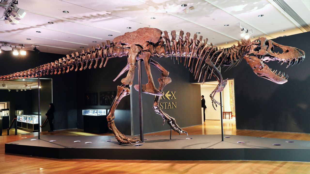 The T-Rex skeleton known as 'Stan' is displayed in a gallery at Christie's auction house in New York City on September 17, 2020.