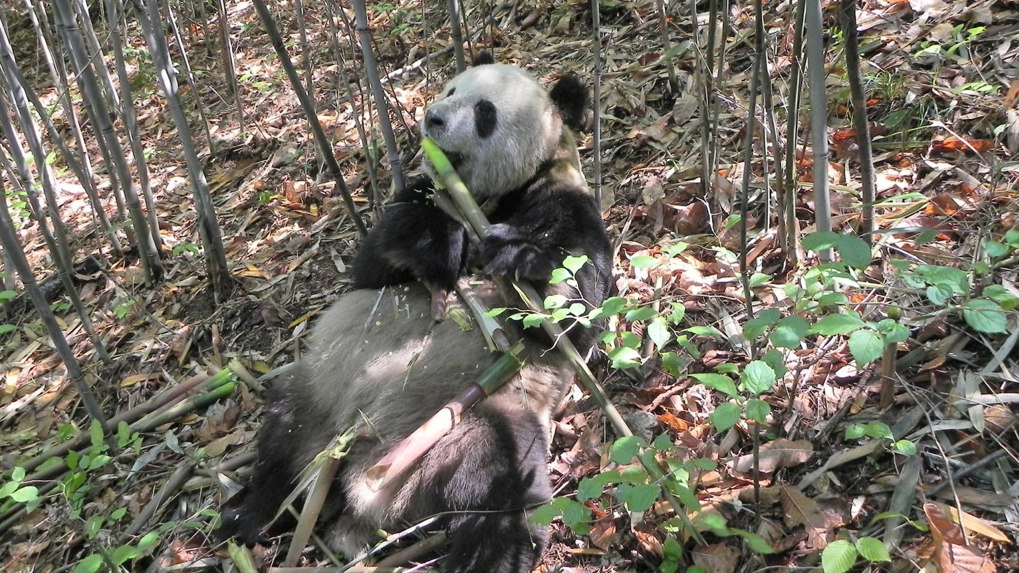 A wild panda named "Happiness" feeds on a bamboo shoot in Foping Nature Reserve, Shaanxi province, China, in 2013. Samples of the panda's poop were collected for this study. 