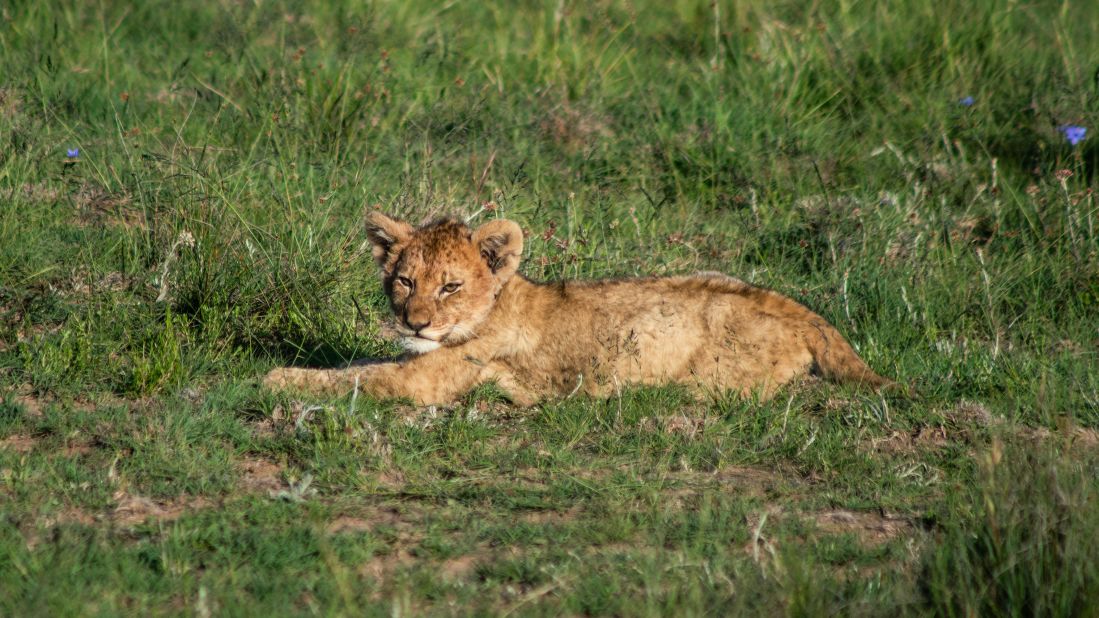 Since lions were reintroduced, three litters of cubs have been born. The latest cubs, including the one pictured, were born in September 2021.