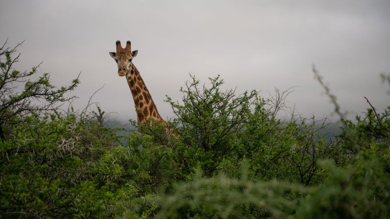 Giraffes are named among Samara's "Funny Five" (a play on the iconic "Big Five") and listed alongside the warthog, wildebeest, monkey and aardvark for their interesting characteristics.