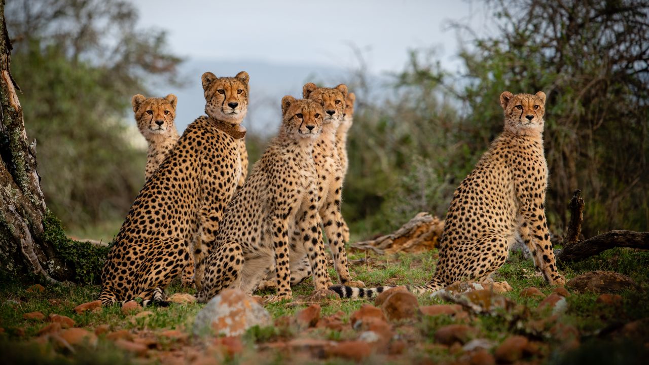 Around 50 cheetah cubs have been born in the reserve since the animal was reintroduced.
