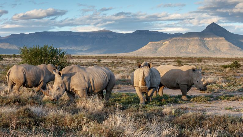 In 2013 Samara reintroduced the <a href="index.php?page=&url=https%3A%2F%2Fwww.samara.co.za%2Fconservation%2Fsuccesses%2F" target="_blank" target="_blank">black rhinoceros</a>. The desert-adapted animal is listed as critically endangered by the International Union for Conservation of Nature (IUCN), which estimated in 2020 there were just over <a href="index.php?page=&url=https%3A%2F%2Fwww.iucnredlist.org%2Fspecies%2F6557%2F152728945" target="_blank" target="_blank">3,000 adults</a> left in the wild.