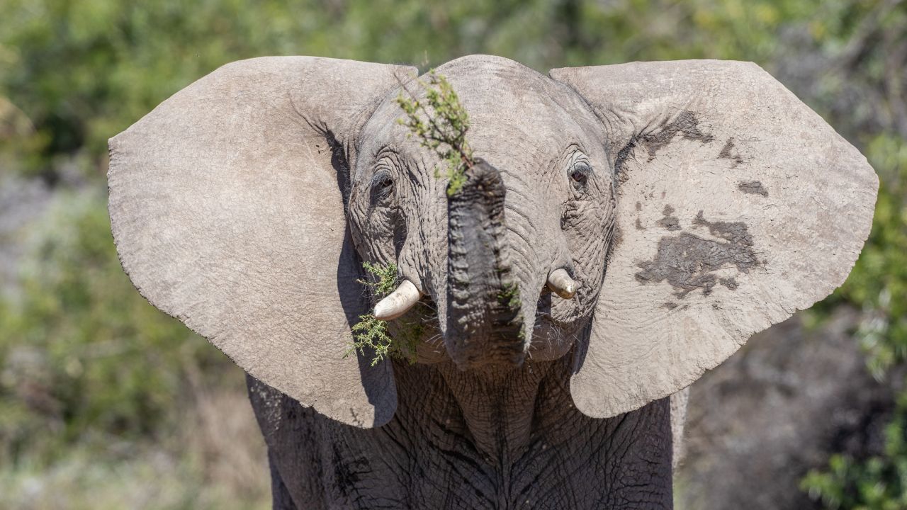 Elephants are one of the megaherbivores living in Samara. Isabelle Tompkins describes them as "ecosystem engineers," knocking down trees and creating new habitats at ground level, while promoting grasslands.
