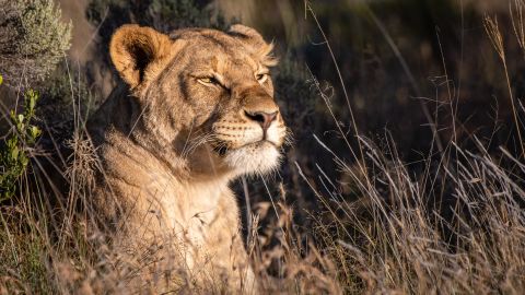 Lioness Sikelele basks in the sun. The network of species at Samara is enough to support a sizeable lion population, say the Tompkins.