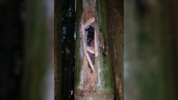 05 tarantula new species bamboo scn