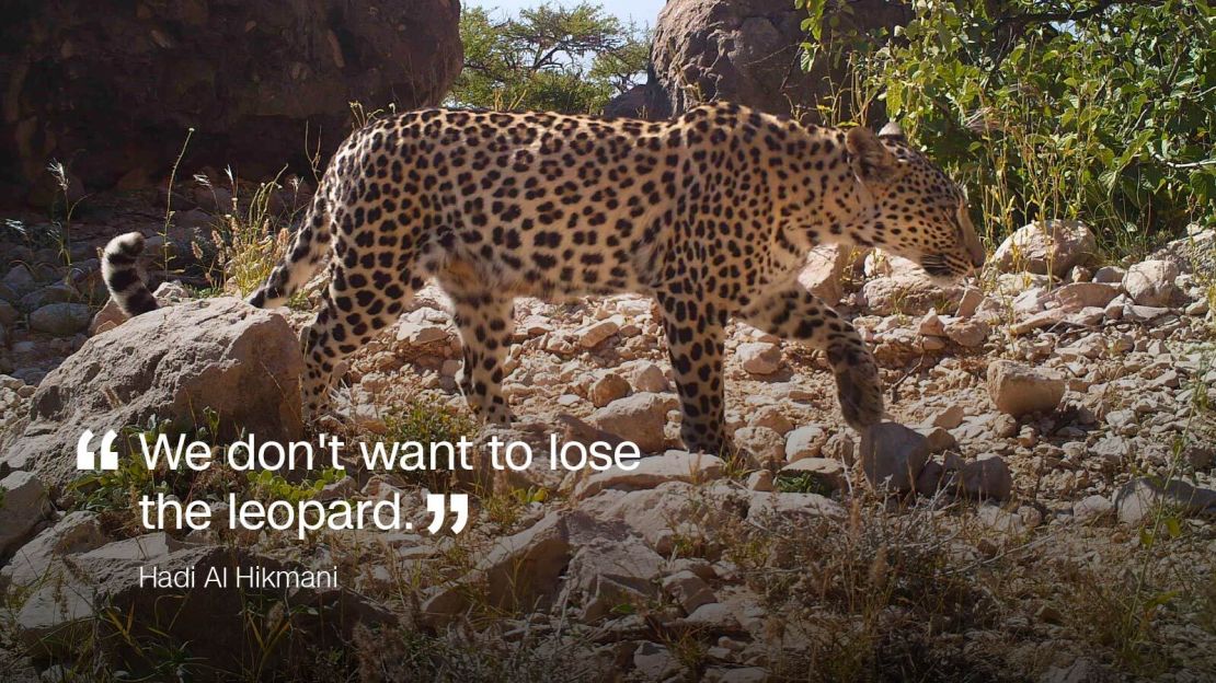 oman arabian leopards quote card 2